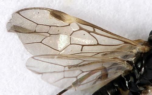Réf. 224 828 : Euura leucapsis