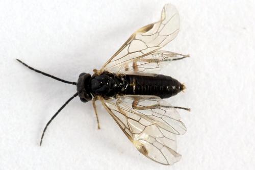 Réf. 224 829 : Euura leucapsis