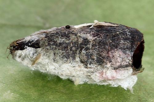 Réf. 224 675 : Nematus alniastri