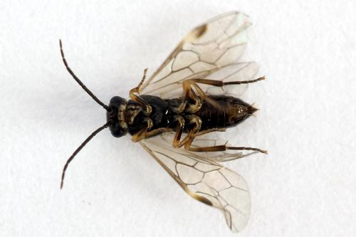 Réf. 224 830 : Euura leucapsis