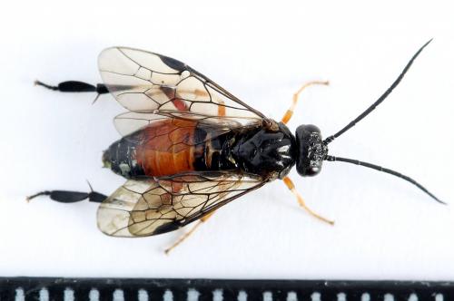 Réf. 224 677 : Nematus alniastri