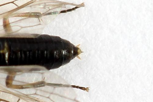 Réf. 224 831 : Euura leucapsis