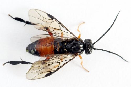 Réf. 224 678 : Nematus alniastri