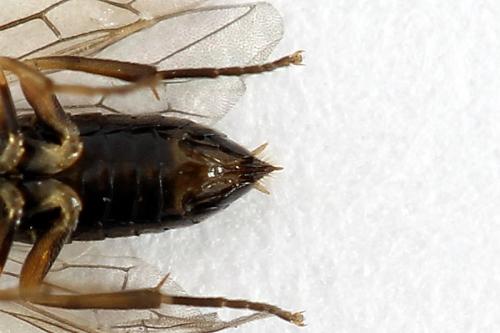 Euura leucapsis