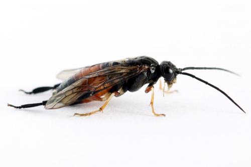 Réf. 224 679 : Nematus alniastri