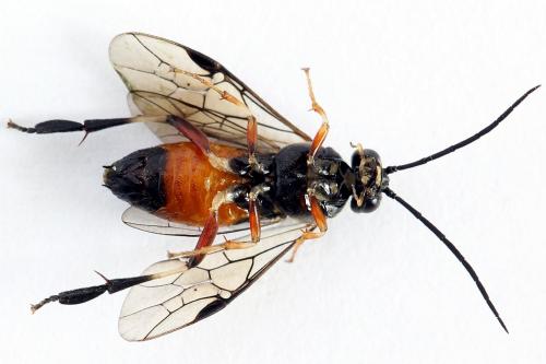 Réf. 224 680 : Nematus alniastri