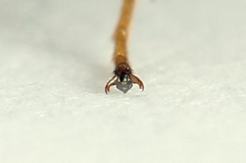 Réf. 224 681 : Nematus alniastri