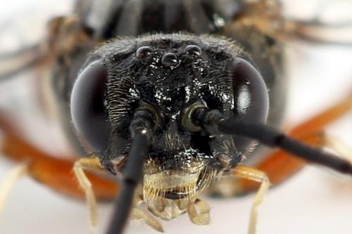 Réf. 224 682 : Nematus alniastri