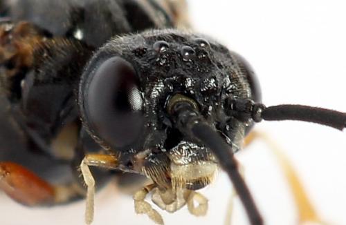Réf. 224 683 : Nematus alniastri