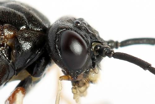 Réf. 224 684 : Nematus alniastri