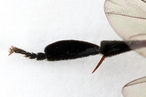 Réf. 224 685 : Nematus alniastri