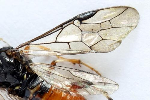 Réf. 224 686 : Nematus alniastri