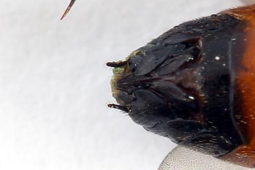 Réf. 224 687 : Nematus alniastri