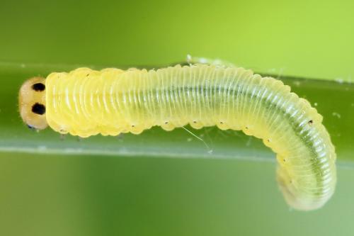 Réf. 224 540 : Strongylogaster multifasciata