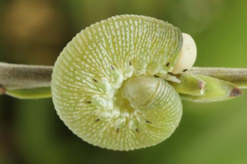 Trichiosoma vitellina
