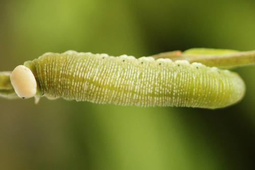 Trichiosoma vitellina