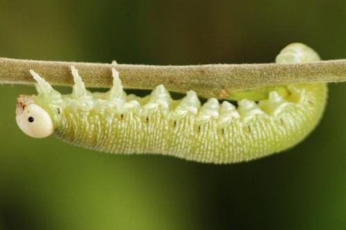Réf. 224 736 : Trichiosoma vitellina