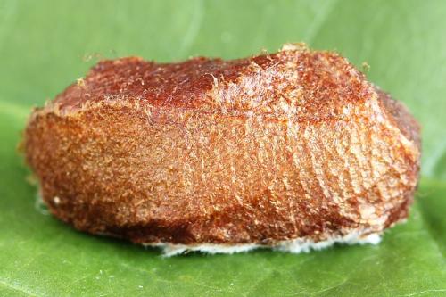 Réf. 224 737 : Trichiosoma vitellina