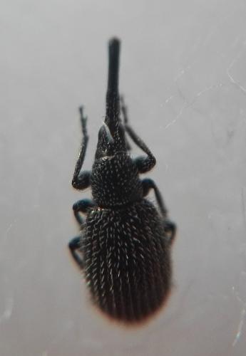 Phrissotrichum tubiferum