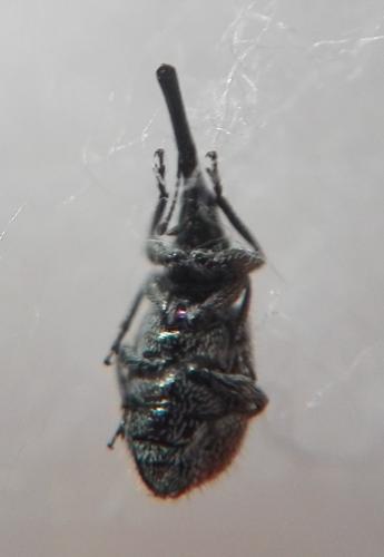 Phrissotrichum tubiferum
