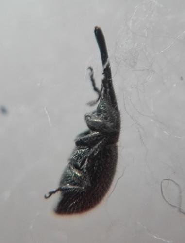 Réf. 224 668 : Phrissotrichum sp.