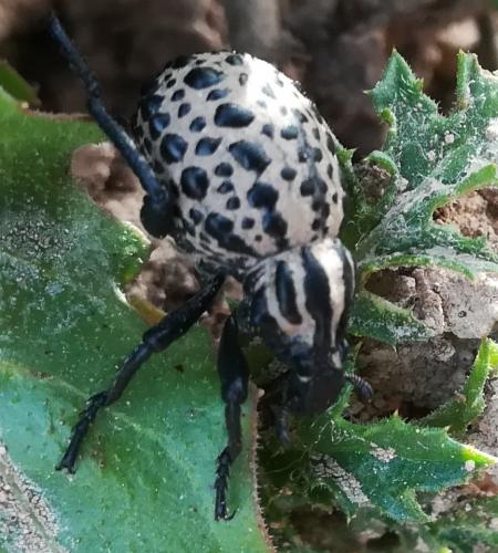 Brachycerus sp.