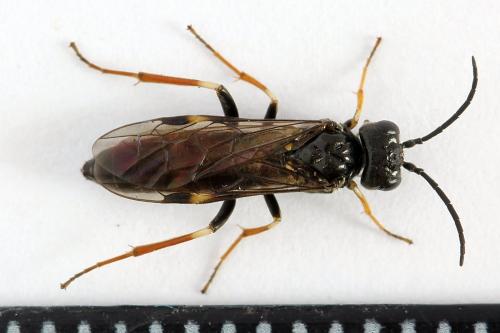 Emphytus cinctus