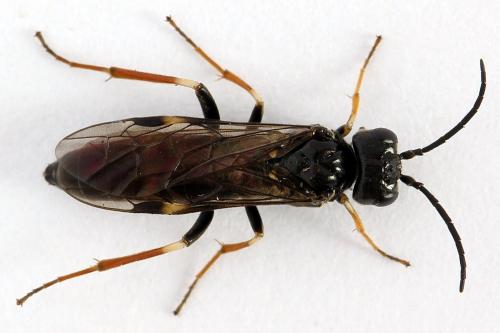Emphytus cinctus
