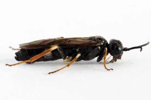 Emphytus cinctus