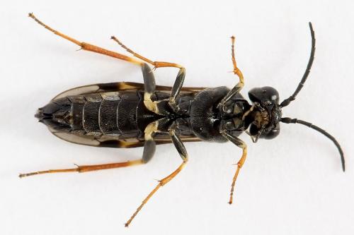 Emphytus cinctus