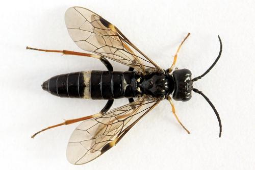 Emphytus cinctus