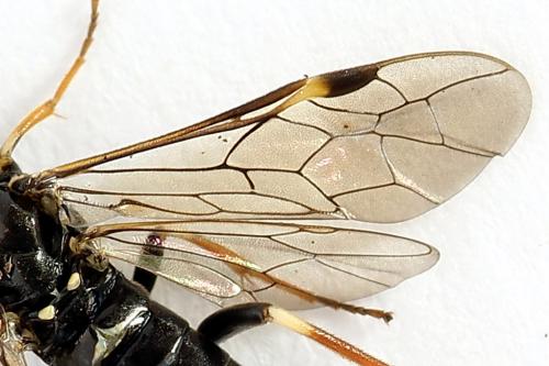 Emphytus cinctus