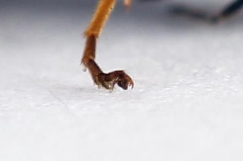 Emphytus cinctus