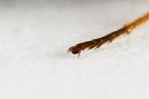 Emphytus cinctus