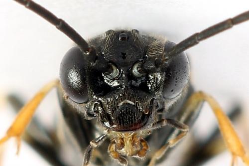 Emphytus cinctus