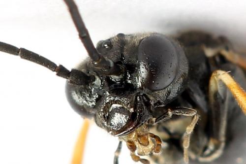 Emphytus cinctus