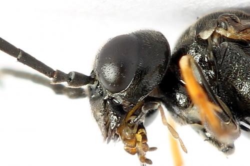Emphytus cinctus
