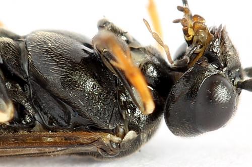 Emphytus cinctus