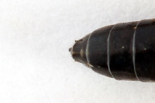 Emphytus cinctus