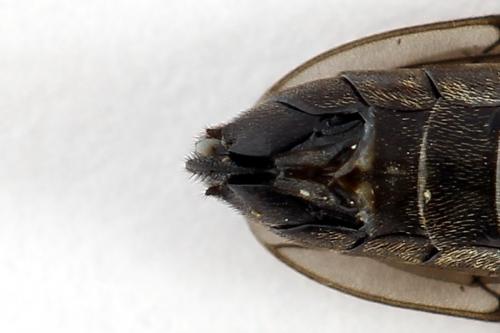 Emphytus cinctus