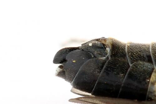 Emphytus cinctus