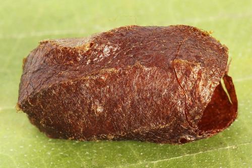 Réf. 224 741 : Trichiosoma vitellina