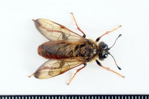 Réf. 224 742 : Trichiosoma vitellina