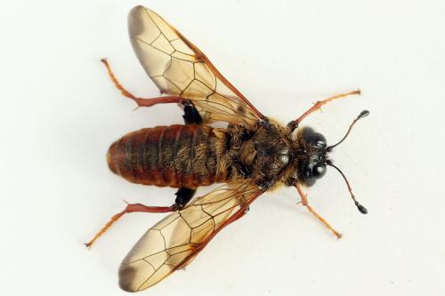 Réf. 224 743 : Trichiosoma vitellina