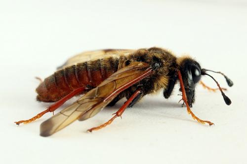 Réf. 224 746 : Trichiosoma vitellina
