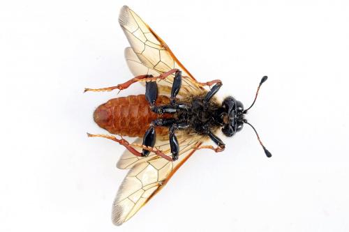 Réf. 224 747 : Trichiosoma vitellina