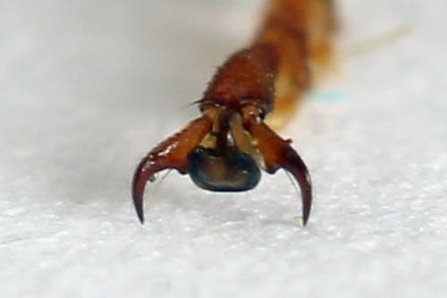 Réf. 224 748 : Trichiosoma vitellina