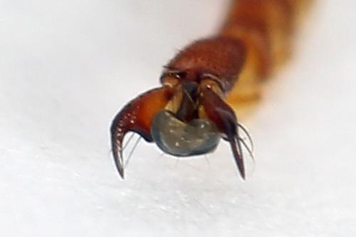 Trichiosoma vitellina