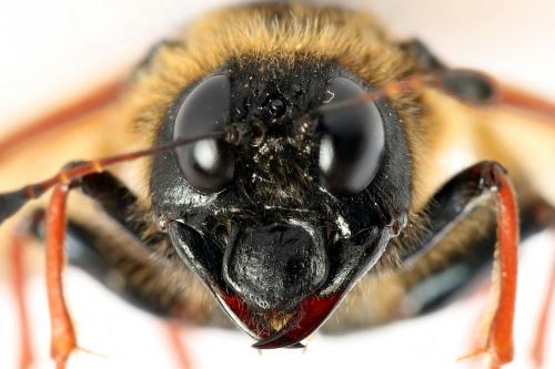 Trichiosoma vitellina