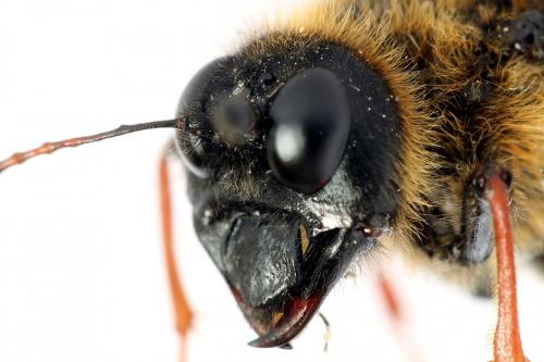Réf. 224 752 : Trichiosoma vitellina